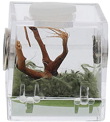 POPETPOP Kasten Springspinnen-zuchtbox Reptilien Terrarienbehälter Terrariennebler Glasbehälter Für Terrarien Terrarienbecken Glas-Container Terrarium Acryl Landschaftsbox Insekt
