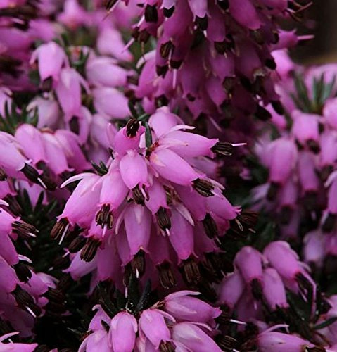 10x Winterheide Winter Rubin - Erica carnea - lebende Gartenpflanze aus den Baumschulen