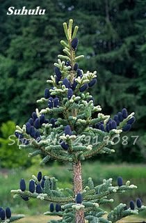 50 Semi Pz coreana Abete Abies, Nordmann Abete (Albero di Natale, conifera) semi di Albero. Casa giardino Bonsai Piante semi fresco Die Luft 23