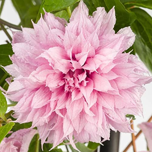 GardenersDream Clematis Multi Pink - Outdoor Garden Ready Clematis Plant - Hardy Deciduous Outdoor Climbing Plant for Gardens (5 Litre Pot, 110-120cm)