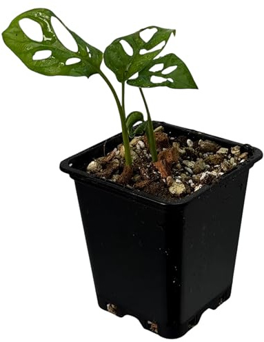 Monstera obliqua los tayos – seltene Zimmerpflanze | Kletterpflanze für Moosstab, Rankstab & Indoor Jungle | exklusive Sammler-Pflanze für Wohnräume