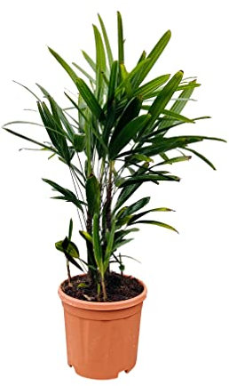 Tropictrees Palmier Rhapis Excelsa, palmier en bambou, hauteur : 70-90 cm, classe A+