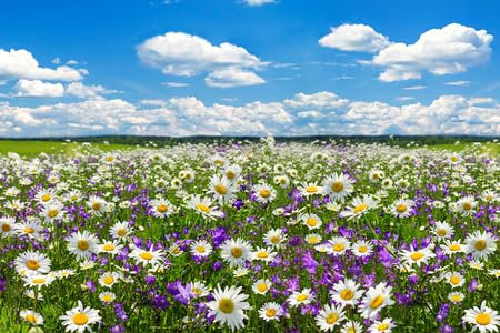 Holz-Bild 50 x 30 cm: Frühlingslandschaft mit blühenden Blumen auf der Wiese. Auf dem Feld blühen weiße Kamille und violette Glockenblumen. (117765219)