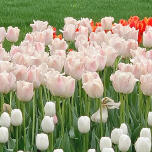 I bulbi di tulipano sono lampadine resistenti al freddo che possono essere piantate sia a nord che a sud, facili da pulire e fioriscono bene. - 8 cipolle-c