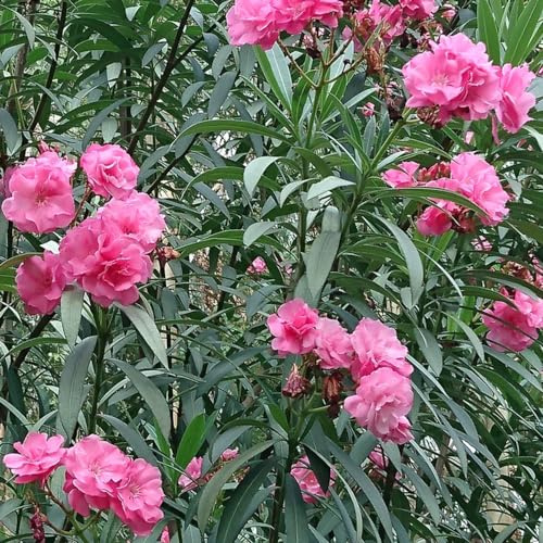 Semi di oleandro - semi di decorazioni giardino per esterni estivi arbusti resistenti organico giardino arbusti selvatici per i luoghi soleggiati 5pcs