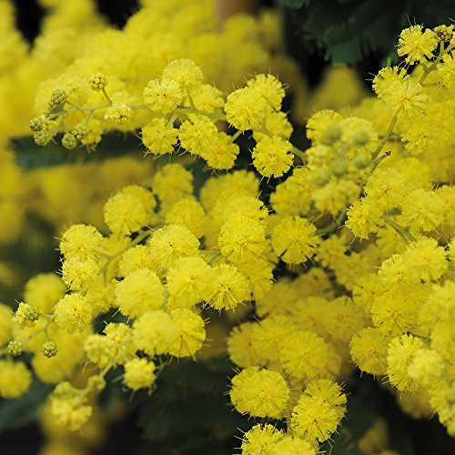 Acacia Perennial Drought Tolerant Garden Plant Evergreen Fragrant Hardy Shrub 1 x 9cm Pot Variety Dealbata Mimosa, Silver Wattle by Thompson & Morgan