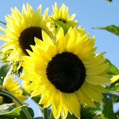 Visa store Semillas de girasol Queen Lemon (Helianthus annuus) 50+ semillas