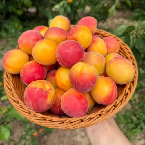 Semillas de albaricoquero para balcón. semillas de s exóticas jardín comprar columnares huerta raras fresca 3pcs