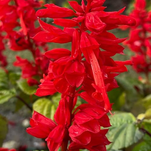 semillas de salvia de fuego, decoraciones florales, de otoño Salvia esplendorosa, semillas orgánicas de jardín silvestres perennes 400pcs
