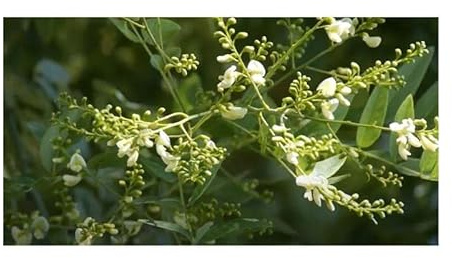 Stk - 10x Robinia pseudoacacia Robinie Garten Pflanzen - Samen ID1553 - Seeds & Plants Shop by Ipsa