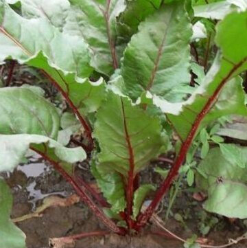 200 / Bag i semi di Limone semi di Menta piperita, semi di Menta superiori per Tisane, ha radioprotector semi effetti di erbe per la casa