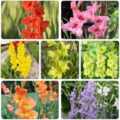 gladioli bonsai interni balcone balcone serra resistenti giardino in resistenti decorativi giardino bulbi 7pcs