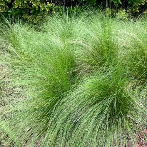 Semillas de pasto pluma, Stipa tenuissima, balcón son perennes resistentes de plumas, 400pcs