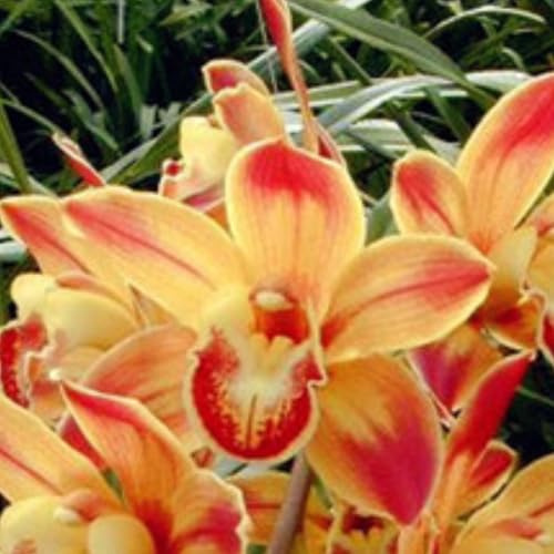 Cymbidium,Vari Colori,perenni,splendente e vivace,Ambiente Paesaggistico,Decorazione del giardino.-5Cymbidium pezzo-A