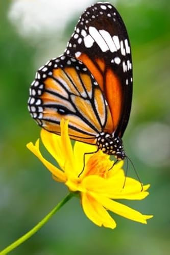 adrium Acryl-Bild 60 x 90 cm: Nahaufnahme eines Schmetterlings auf einer Blume. Gemeiner Tigerschmetterling (29697923)