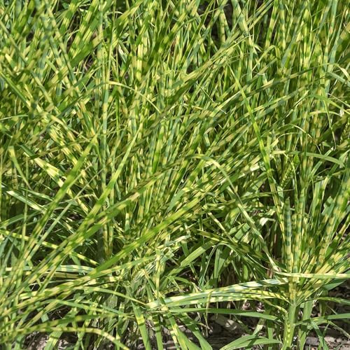 Miscanthus Zebrinus - Hierba Cebra - Planta Ornamental de Exterior para Jardín Lista para Plantar