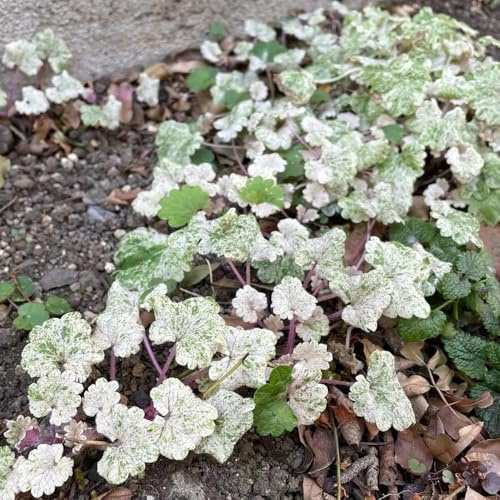 edera terrestre giardino semi di balcone semi di decorazione 400pcs