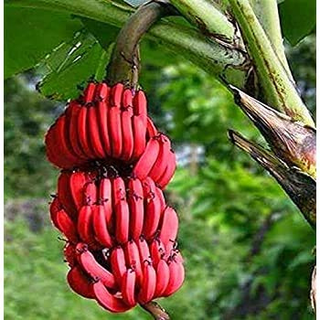 Nuovi semi Sehr selten Red Banana 100+