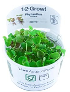Phyllanthus fluitans - Schwimmende Wolfsmilch