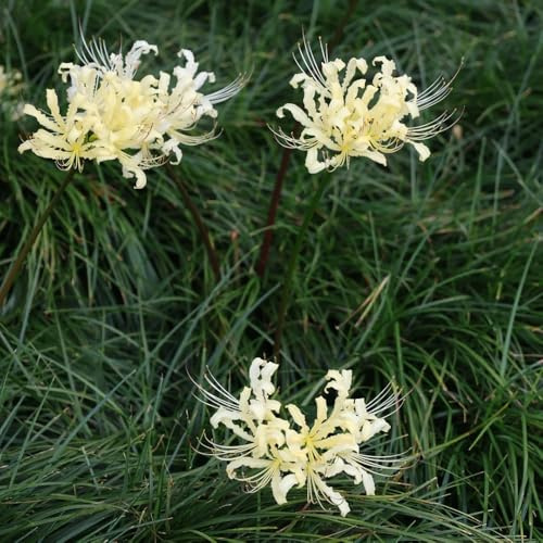 3bulbos de sangre lycoris radiata, cobertura del suelo, perenne resistente Compre de lirio araña, perenne, interior