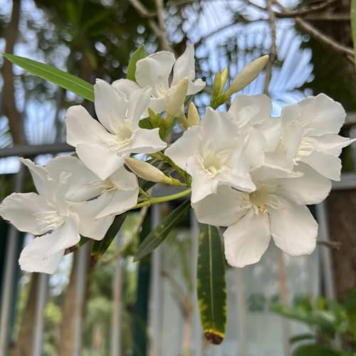 Semillas de adelfa, resistentes en Adelfa Nerium, jardín de arbustos de jardín de rocas semillas de silvestres raras 18pcs