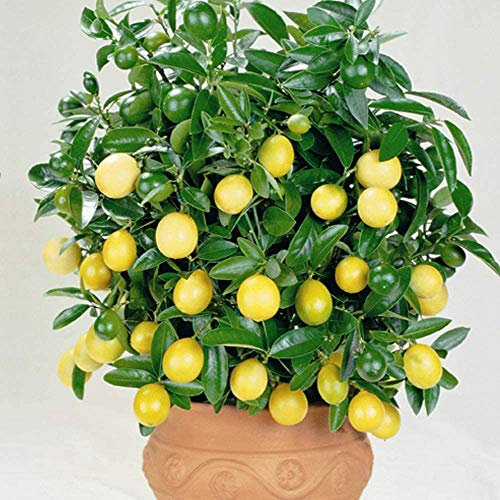 Fragrant White Flowers Lemon Plant Citrus Houseplant Grow Your Own Fruit, Patio Plants for Home, Office & Conservatory in 9cm Pot 3X by Thompson & Morgan (3)