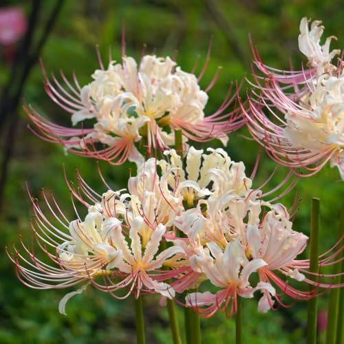 lycoris radiata - lirios araña dede lirio araña, lirio sangre resistentes jardín y balcón en maceta, silvestres, Cultivando 7bulbos