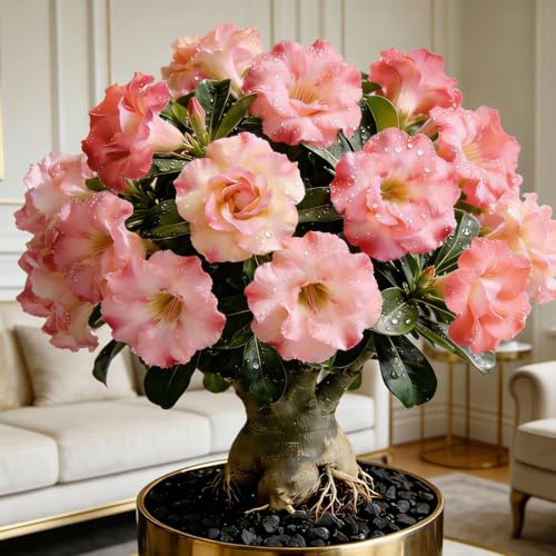 Rosa del deserto, resistente, perenne - Giardini e balconi, decorazione, giardini-3bulbi-G