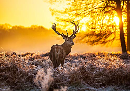 wandmotiv24 Fototapete Wald mit Hirsch, S 200 x 140cm - 4 Teile, Wanddeko, Wandbild, Wandtapete, Sonnenaufgang, Hirsch, Wiese M5719