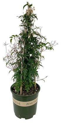 Jazmín Chino Enredadera Natural con Fragancia - Planta de Jardín