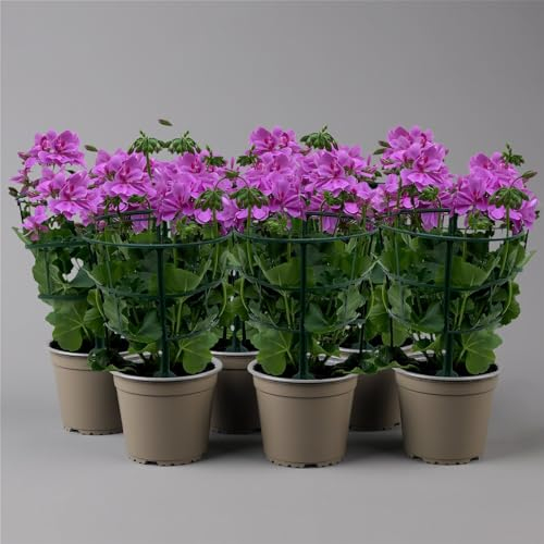 Geranie 'Ivy League™ Amethyst' lila-pink, hängend, Topf-Ø 13 cm, 6er-Set