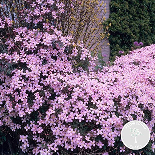 Bloomique - Clematis Montana Rubens - Waldrebe - Hellrosa - Kletterpflanzen - Gartenpflanzen - Winterhart - 50-70 cm Hoch - Topf 15 cm