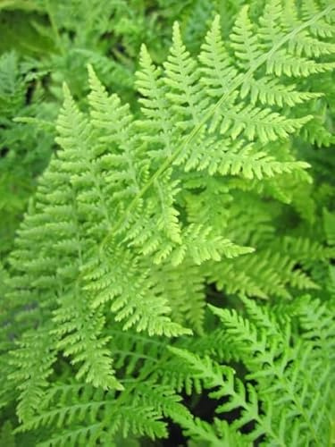 Frauenfarn - Gemeiner Waldfarn - Athyrium filix femina - 30-40cm