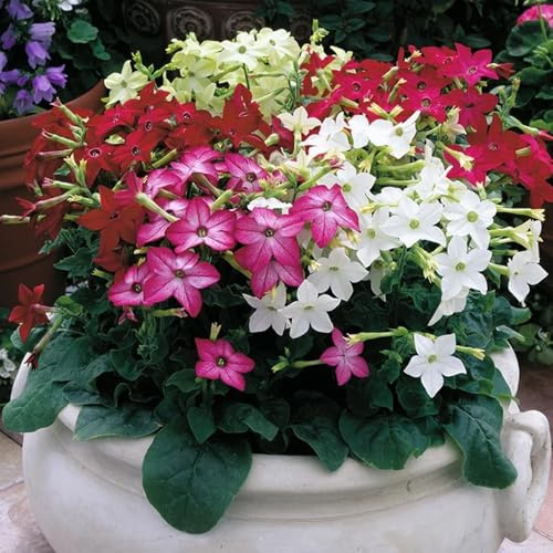 semi di tabacco - autunnali resistenti giardino roccioso estivi rocciosi aiuole 400pcs
