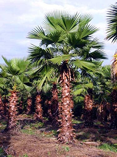 Portal Cool Washingtonia Robusta - Hardy tropicale messicano Palma nana - 10 Semi Exotic