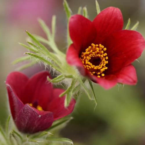Blumixx Stauden Pulsatilla vulgaris 'Rote Glocke' – Rote Küchenschelle winterhart, bienenfreundlich, Frühblüher für Beet & Steingarten, mehrjährig, pflegeleicht