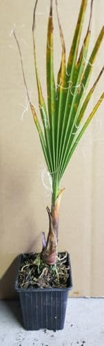 Washingtonia filifera/Palmier de Californie/Godet