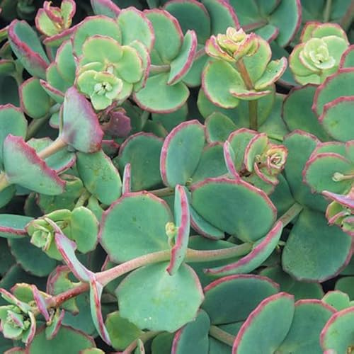 12 unidades o 1 m² Espino de Siebold - Sedum Sieboldii Maceta 9x9 cm
