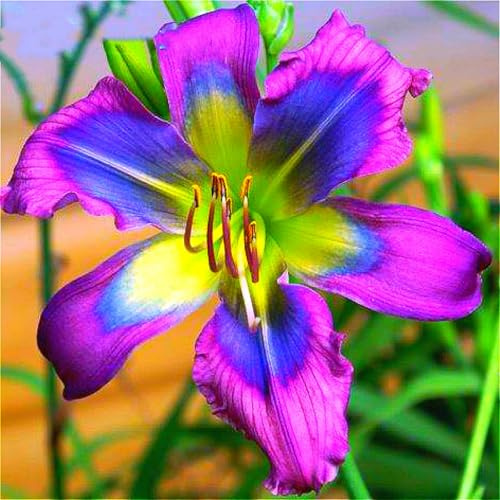 Mehrjährig Taglilien, (/Stauden/Staude/) Botanik Kollektion, Pflegeleicht, BlüHend, Hemerocallis, Winterhart, Beste Sorte, 10Zwiebeln-I