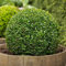 25 Semi di Buxus Sempervirens (Bosso)