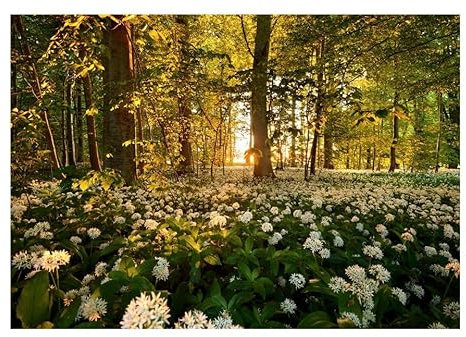 Kunstloft Carta da parati 'Forest flora' 100x70cm Fotomurale moderno