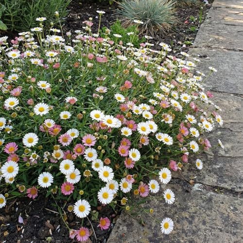 Bloomique - Lot de 6 - Erigeron karvinskianus - Vergerette des murailles - Floraison abondante - Rustique - Vivace - Hauteur 10-20 cm - Pot 9 cm