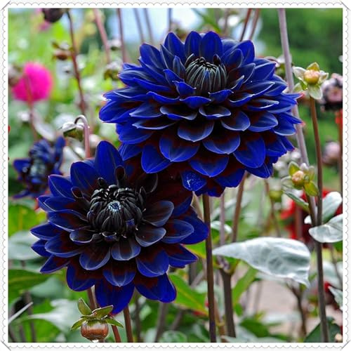 Elegante und wunderschöne Dahlien – winterharte, mehrjährige, dekorative Dahlien für drinnen und draußen
