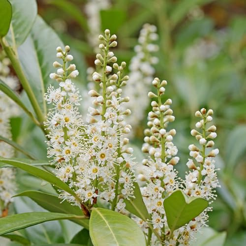 semi di lauroceraso - decorative giardino resistenti appartamento esotiche autunnali rare 150pcs