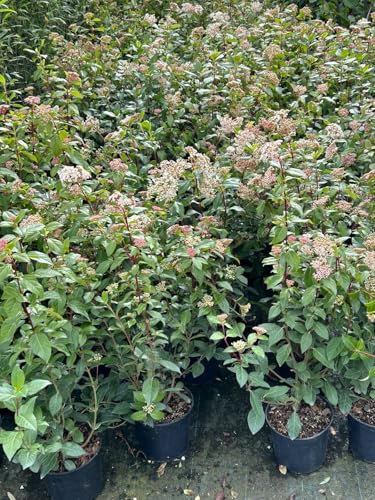 Viburno tino Viburnum tinus lentaggine pianta da siepe sempreverde in vaso 2 litri Vivaio di Castelletto