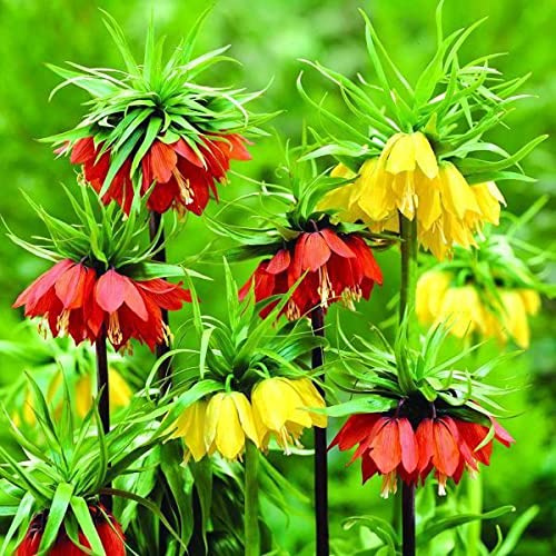 5 X Fritillaria Imperialis Mix - Bulbi Di Alta Qualità