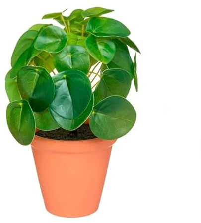 Planta del Dinero China | Maceta de Cerámica | DECOALIVE | Pilea Peperomioides | Planta de Interior