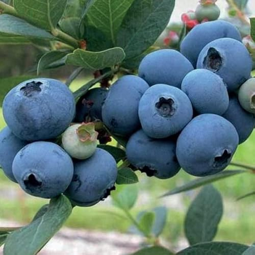 Amerikanische Heidelbeere Spartan 1L Garten Pflanze mit Schönen Blüten - Die Perfekte Dekoration für Ihr Grundstück - Für Anfänger und Professionelle Gärtner - Leckeres und Gesundes Obst