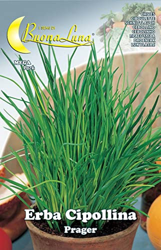 10PZ SEMI ORTO ERBA CIPOLLINA