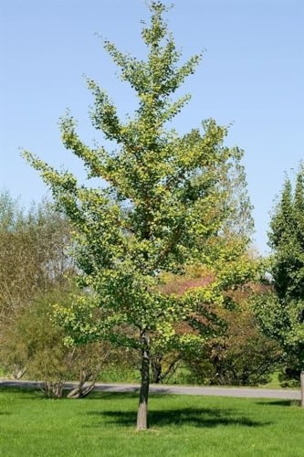 Säulenginkgo Ginkgo biloba Fastigiata 150-175 cm, robust winterhart